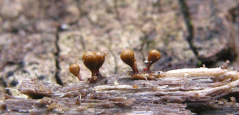 da determinare....lignicoli